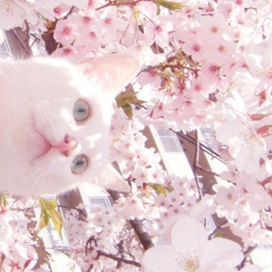 国产网址在线观看
